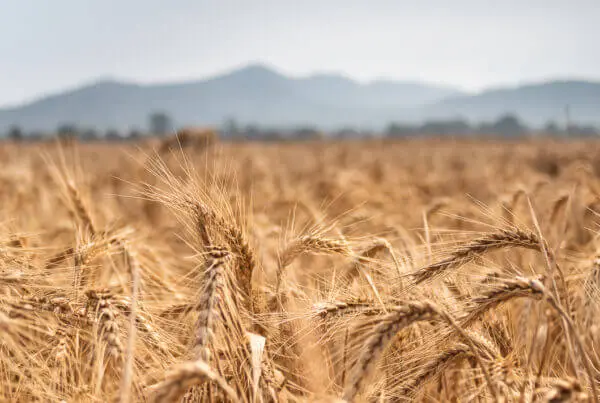 Campo di grano nel quale si producono farine biologiche da vendere su e commerce di prodotti biologici