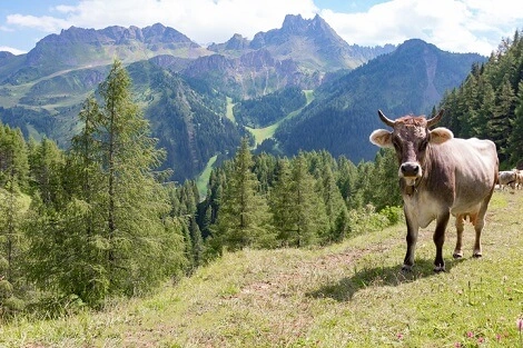 Mucca al pascolo tra le montagne trentine