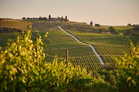 Vista di un vigneto in Toscana, il vino è uno dei prodotti tipici toscani maggiormente in vendita on line